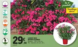 E.Leclerc Jardi Laurier rose nerium oleander offre
