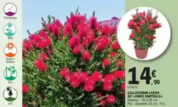 E.Leclerc Jardi Callistemon laevis dit rince bouteille offre