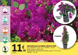 E.Leclerc Jardi Bougainvillier alexandra arbustif bush offre