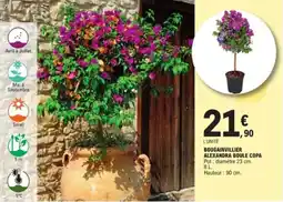 E.Leclerc Jardi Bougainvillier alexandra boule copa offre