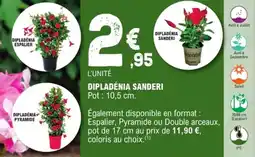 E.Leclerc Jardi Dipladénia sanderi offre