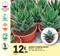 E.Leclerc Jardi Agaves et opuntias mixtes offre