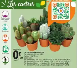 E.Leclerc Jardi Cactus ou plante grasse offre