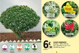 E.Leclerc Jardi Plante grimpante offre