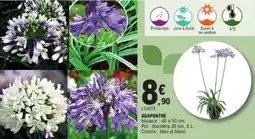 E.Leclerc Jardi Agapanthe offre