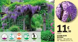 E.Leclerc Jardi Glycine bleue wisteria offre