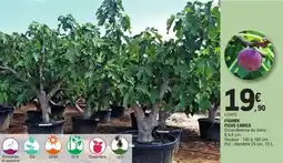 E.Leclerc Jardi Figuier ficus carica offre