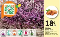 E.Leclerc Jardi Amandier prunus dulcis offre