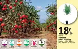 E.Leclerc Jardi Grenadier punica granatum offre