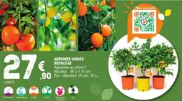 E.Leclerc Jardi Agrumes variés rutaceae offre