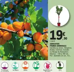 E.Leclerc Jardi Abricotier prunus armeniaca offre