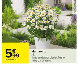 Carrefour Marguerite offre