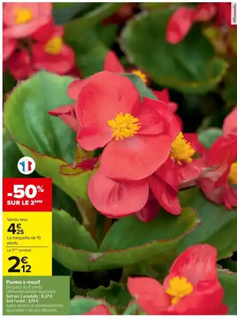 Carrefour Plantes à massif offre