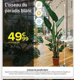 Carrefour L'oiseau du paradis blanc offre