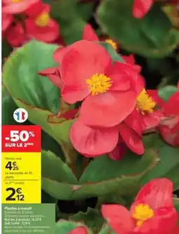 Carrefour Plantes à massif offre