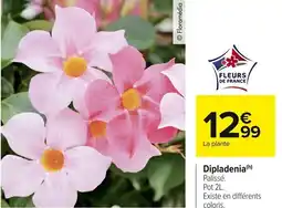 Carrefour Market Dipladenia offre
