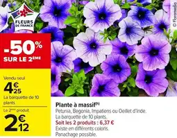 Carrefour Market Plante Ă massif offre