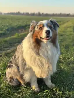 Carrefour ULTIMA Croquettes pour chiens adultes Mini offre