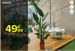 Carrefour Market Strelitzia offre