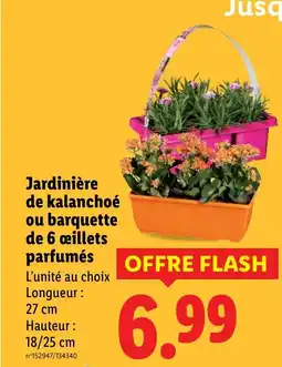 Lidl Jardinière de kalanchoé ou barquette de 6 œillets parfumés offre
