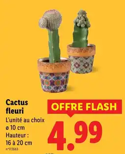 Lidl Cactus fleuri offre