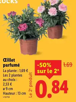 Lidl Œillet parfumé offre