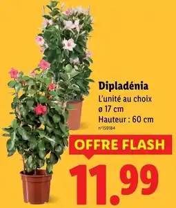 Lidl Dipladénia offre
