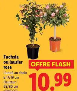 Lidl Fuchsia ou laurier rose offre