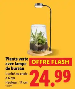 Lidl Plante verte avec lampe de bureau offre
