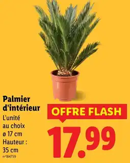Lidl Palmier d'intérieur offre