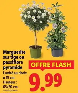 Lidl Marguerite sur tige ou passiflore pyramide offre