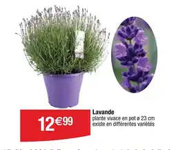 Cora Lavande offre