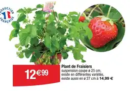 Cora x Carrefour Plant de fraisiers offre