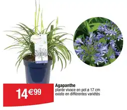 Cora Agapanthe offre