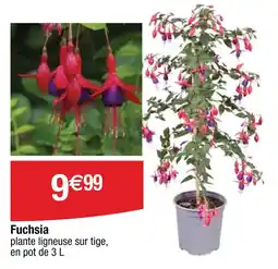 Cora x Carrefour Fuchsia offre