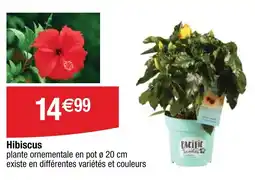 Cora Hibiscus offre