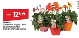 Cora Gerbera offre