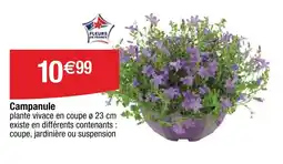 Cora Campanule offre