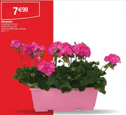 Cora Géranium offre