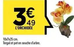 Centrakor L'orchidée offre