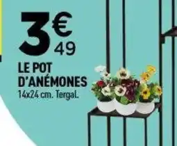 Centrakor Le pot d'anémones offre