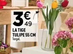 Centrakor La tige tulipe offre