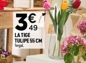Centrakor La tige tulipe offre