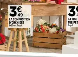Centrakor La composition d'orchidée offre