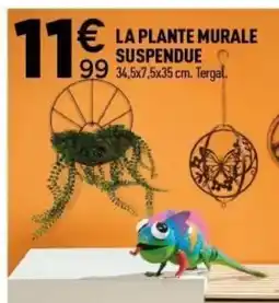 Centrakor La plante murale suspendue offre
