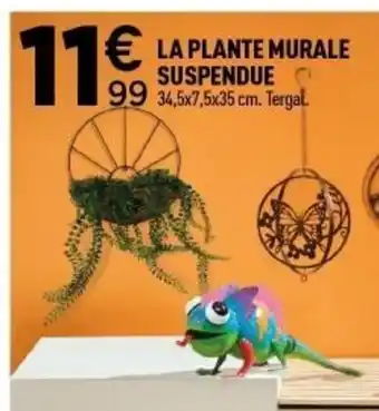 Centrakor La plante murale suspendue offre