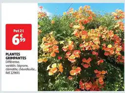 Auchan Plantes grimpantes offre