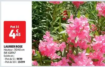 Auchan Laurier rose offre