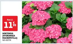 Auchan HORTENSIA (HYDRANGEA MACROPHYLLA) offre