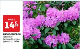 Auchan Rhododendron offre